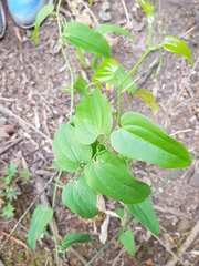 Smilax moranensis