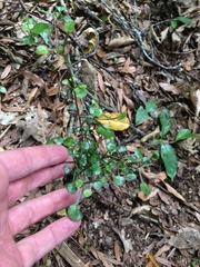 Coprosma spathulata
