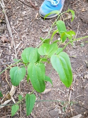 Smilax moranensis