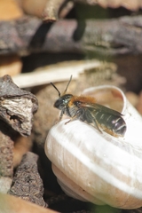 Osmia versicolor
