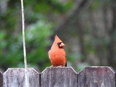 Cardinalis cardinalis