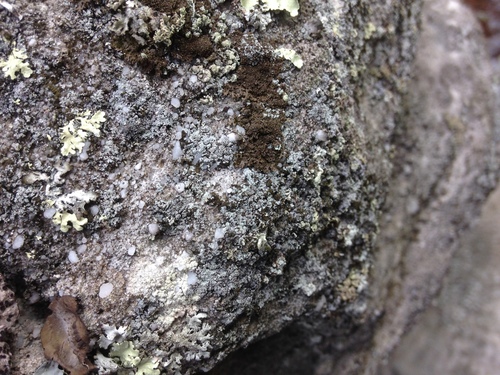 Melanelia panniformis image