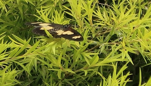 Yellow-banded Amber