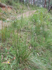 Poa ensiformis