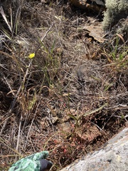 Malacothrix foliosa foliosa