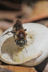 Osmia versicolor