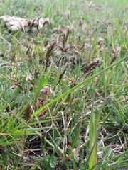 Carex colchica
