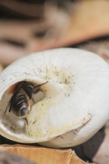 Osmia versicolor