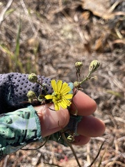 Malacothrix foliosa foliosa