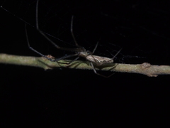 Tetragnatha mandibulata