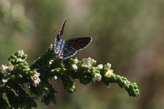 Tarucus theophrastus