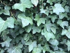 Hedera helix