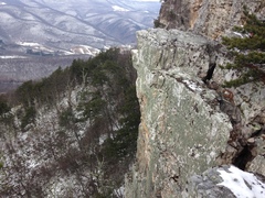 Lasallia pensylvanica