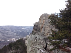 Lasallia pensylvanica