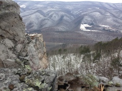 Lasallia pensylvanica