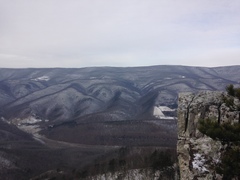 Lasallia pensylvanica