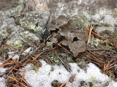 Lasallia pensylvanica