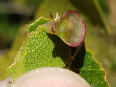 Amphibolips quercuspomiformis
