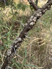 Aspidoproctus