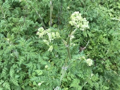 Anthriscus sylvestris