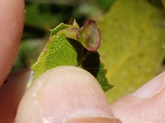 Amphibolips quercuspomiformis