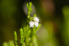 Erica margaritacea