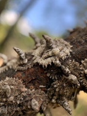 Aspidoproctus