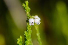 Erica margaritacea