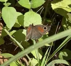 Cassionympha cassius