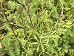 Galium aparine