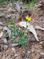 Hypericum gramineum