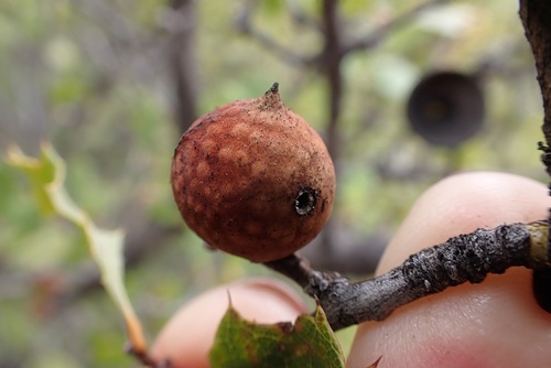 Beaked Twig Gall Wasp photo 5