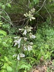Penstemon pallidus