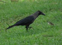 Corvus splendens