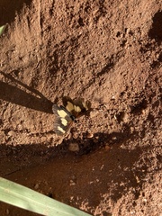 Acraea cabira