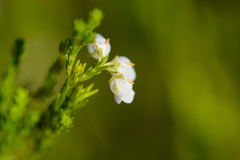 Erica margaritacea