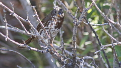 Passerella iliaca insularis