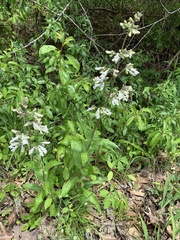 Penstemon pallidus