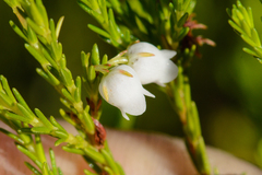 Erica margaritacea
