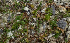 Samolus repens repens