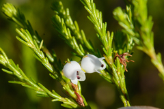 Erica margaritacea