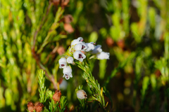 Erica margaritacea