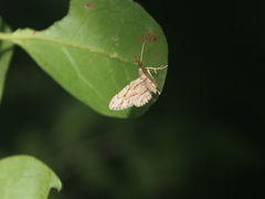 Gymnoscelis biangulata