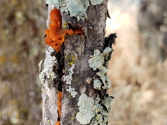 Cytospora chrysosperma