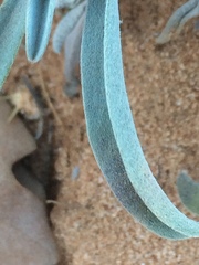 Oreocarya suffruticosa setosa