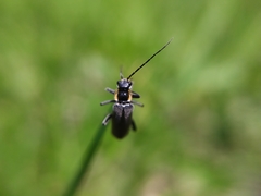 Cantharis paradoxa