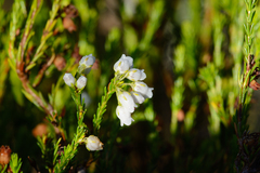 Erica margaritacea