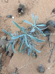 Oreocarya suffruticosa setosa