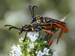 Acyphoderes aurulenta