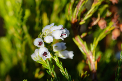 Erica margaritacea